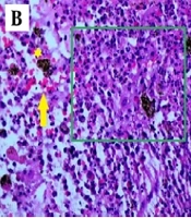 J Skin Stem Cell